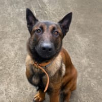 Victoria, chienne à adopter