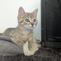 CRUMBLE, chat à adopter