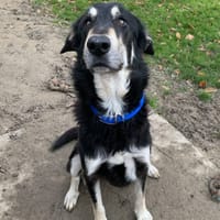 Clifford, chien à adopter