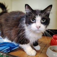 REGLISSE, chatte à adopter