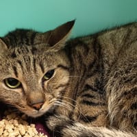 ZEPHYRA C, chatte à adopter