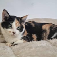 ALTESSE, chatte à adopter