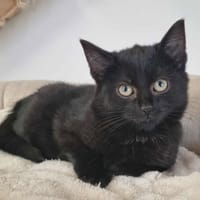AZURA, chatte à adopter