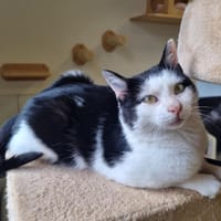 TAO, chat à adopter