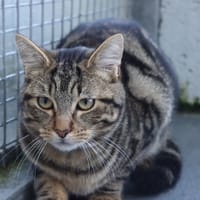 ALADIN, chat à adopter