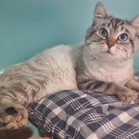 XENON, chat à adopter