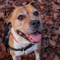 LENA HAA24665, chienne à adopter