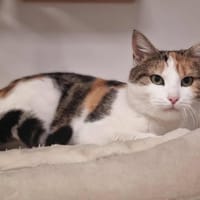 THEODORA, chatte à adopter