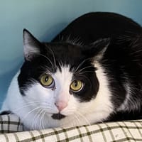 simba, chat à adopter