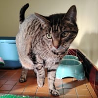 CHIPIE, chatte à adopter