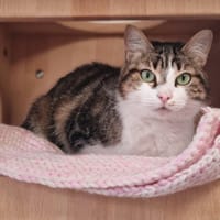 CALINE, chatte à adopter