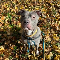 NINA PAA23089, chienne à adopter