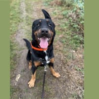 RANGERS HAA24650, chien à adopter