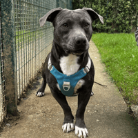 DRAX VAA, chien à adopter