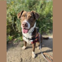 ROXY HAA24622, chienne à adopter