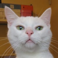 INJA, chatte à adopter