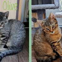 OLIVE et SIRIUS, chat à adopter