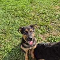 Aïko, chien à adopter