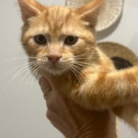 Scotch, chat à adopter