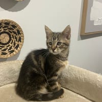 Velcro, chat à adopter