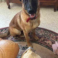 Nina, chienne à adopter