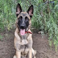 Xéna, chienne à adopter