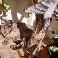Sunshine, chatte à adopter