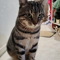 Rio, chat à adopter