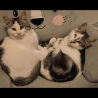 MARY et BERLIOZ, chat à adopter