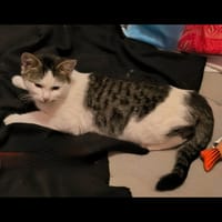 TOULOUSE, chat à adopter