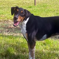 Poldo, cane da adottare