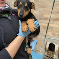 Fineasz, pies do adopcji