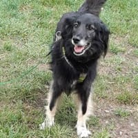 Ruhige Alice sucht Zuhause mit Garten, Hündin zur Adoption