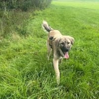 Pango sucht ein schönes Zuhause, Hund zur Adoption