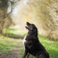 Nappo PLZ 68642, Hund zur Adoption