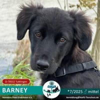Barney auf PS in 78532 Tuttlingen, Hund zur Adoption