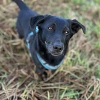 Tyson -umgänglicher kl Alltagsbegleiter, Hund zur Adoption