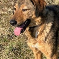 Juni - intelligent u. aufgeweckt, Hündin zur Adoption