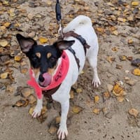 In Düsseldorf wartet Jack Russel Hündin!, Hündin zur Adoption