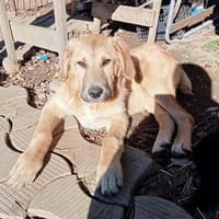 Hugo der Riese im Schafspelz, Hund zur Adoption
