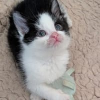 Rambo - kleine Kämpferin, Katze zur Adoption