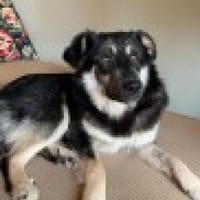 Filou sucht einen Garten, Hündin zur Adoption