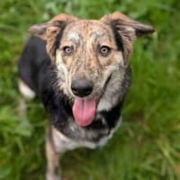 Zauberhafte Annegret sucht Zuhause, Hündin zur Adoption