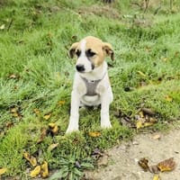 Lolly ein tolles Beagle Mix Mädchen, Hündin zur Adoption