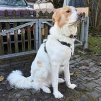 Floki ♥ sanfter und verschmuster Riese, Hund zur Adoption