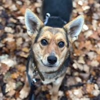 Ria wartet auf PS in Gummersbach!, Hündin zur Adoption