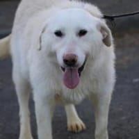 Maly - perfekt für Familie mit Kindern, Hündin zur Adoption