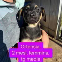 Ortensia 💛💛💛 sonniges Hundemädchen, Hündin zur Adoption
