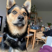 Ronny wartet auf PS in Hamburg!, Hund zur Adoption
