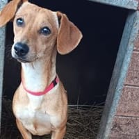 Vanda wurde mit Oli augesetzt, Hündin zur Adoption